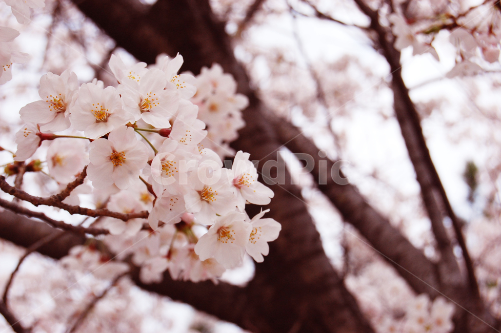 벚꽃,봄,spring,분홍,나무,봄,계절,spring,season,꽃,flower,plant,식물