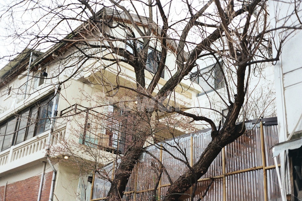 나무,건물,식물,건출,봄,건축물,건물외관,exterior,building,structure,architecture,construction