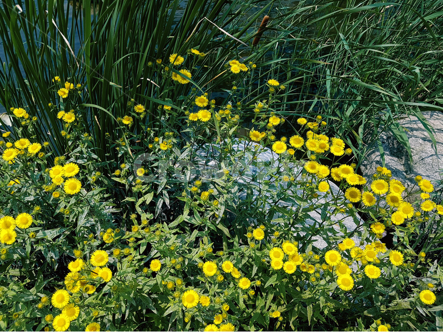 개망초,노랑,꽃,봄,풍경,식물,자연,plants,nature,꽃,flower