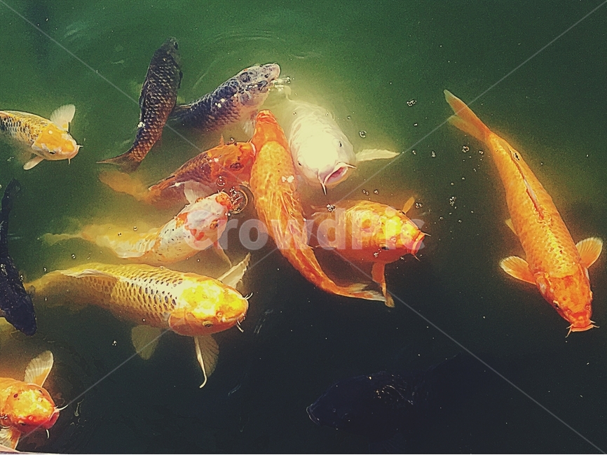 물고기,붕어,생물,생선,어류,생명,자연,동물,animal,어류,물고기,fish