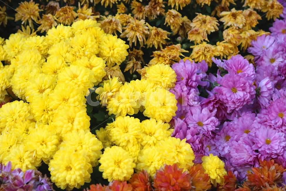 국화,꽃,국화꽃,식물,자연,소국화,가을,식물,자연,plants,nature,꽃,flower