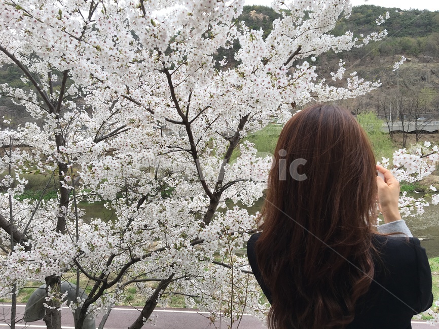 벚꽃구경,풍경담기,봄길,만개한벚꽃,흩날리는,예쁜,여자친구,뒷모습,사랑스러운,봄,계절,spring,season,사람,인물,인간,human,person,여성,여자,woman,female,lady,plant,식물,blossom,꽃,cherry blossom,벚꽃,flower