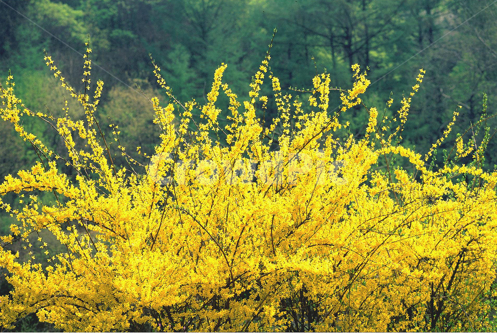 봄꽃,개나리,노랑꽃,봄이미지,꽃,꽃소식,flowers,beautiful,화려한,화사한,정원,가든,앞마당,plants,spring,pretty,예쁜,garden,토종,우리꽃,그린,green,순수,작은,어린,귀여운,봄,계절,spring,season,식물,자연,plants,nature,꽃,flower,plant