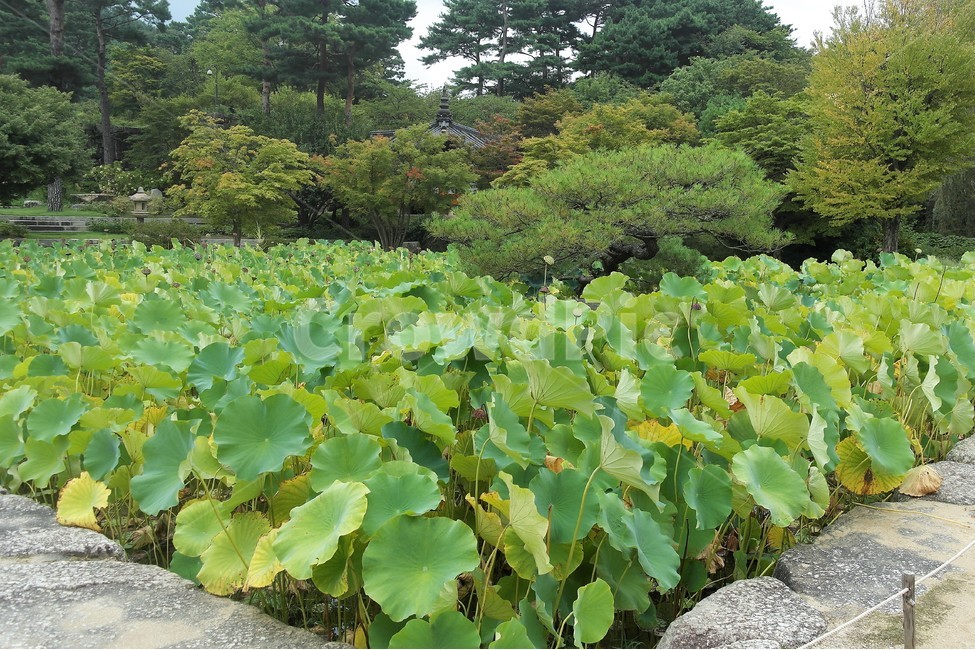 연,연꽃,연잎,식물,늪,자연,연꽃밭,식물,자연,plants,nature