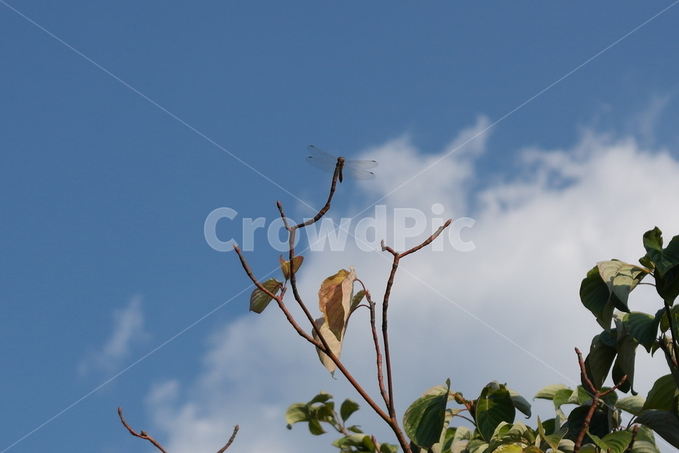 잠자리,가을,가을하늘,고추잠자리,dragonfly,가을나무,sky,fall