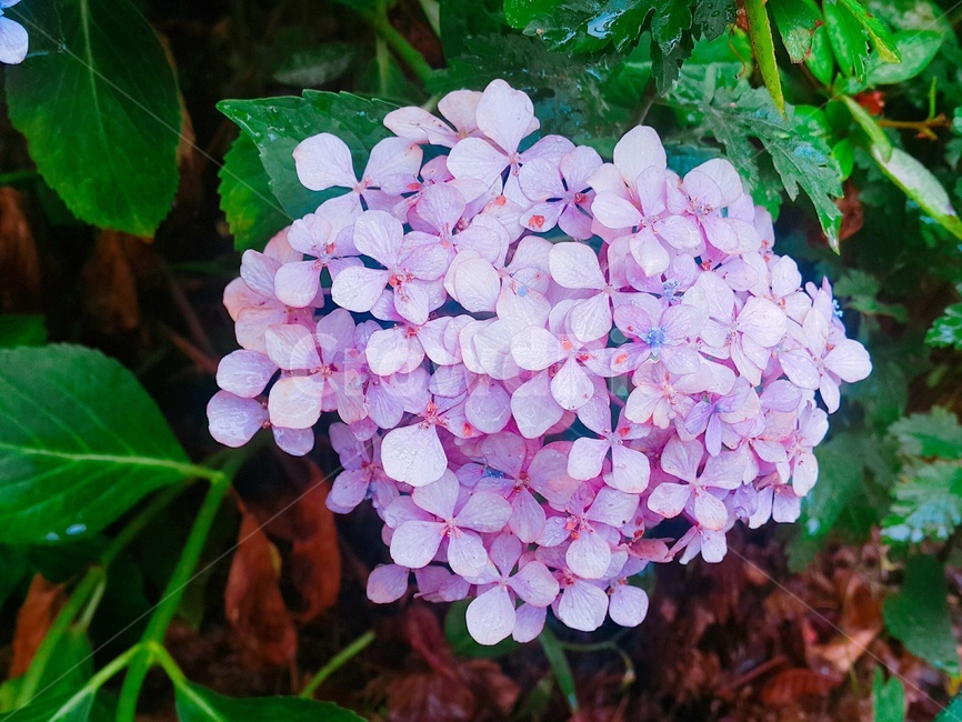 꽃,flower,식물,plant,수국