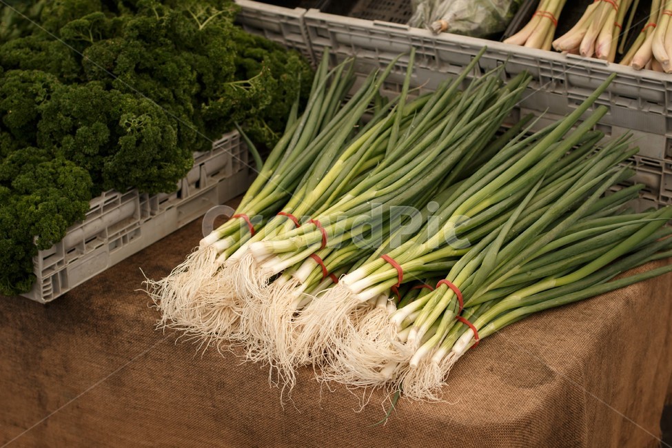 파,야채,농산물,농작물,채소,반찬,시장,vegetable,market,scallion,harvest,eco,친환경,채소,야채,vegetables