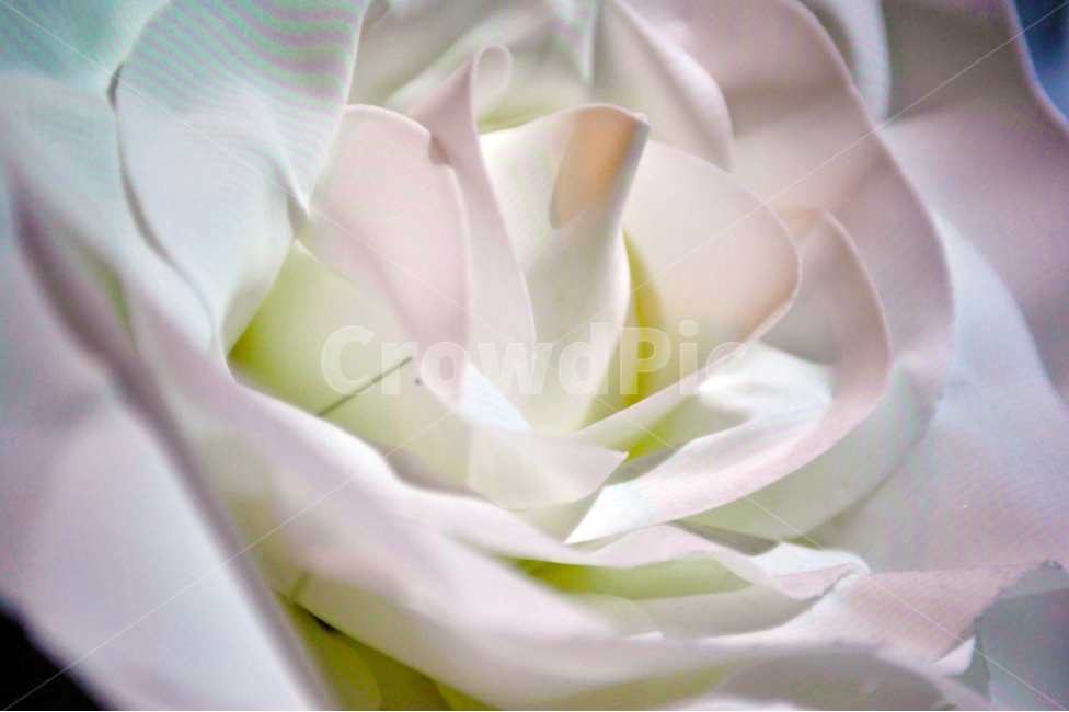 꽃,조명,led,장미,색감,꽃,flower