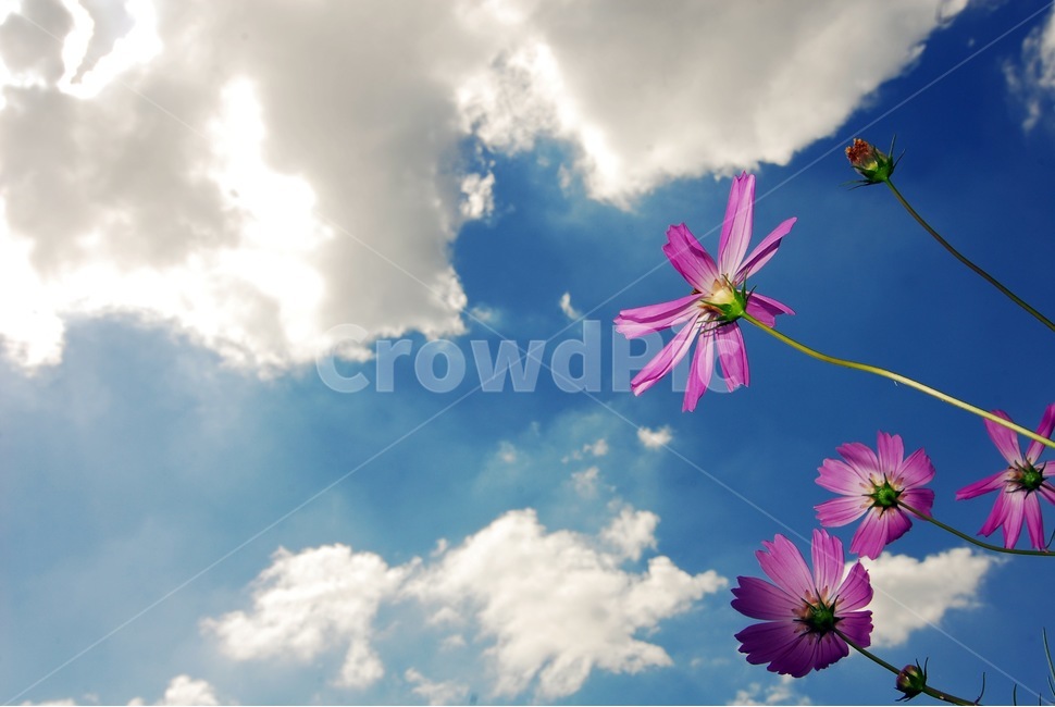 코스모스,구름,하늘,풍경,바람,가을,계절,fall,autumn,season,식물,자연,plants,nature,꽃,flower