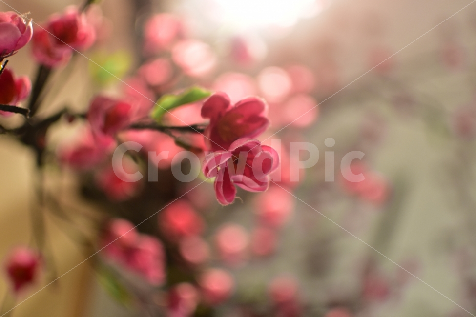 홍매화,조화,가짜꽃,꽃,아련,매화,빛,실내꽃,식물,자연,plants,nature,감성,sensible,feeling,봄,계절,spring,season,꽃,flower,plant,blossom,geranium,제라늄,petal,꽃잎