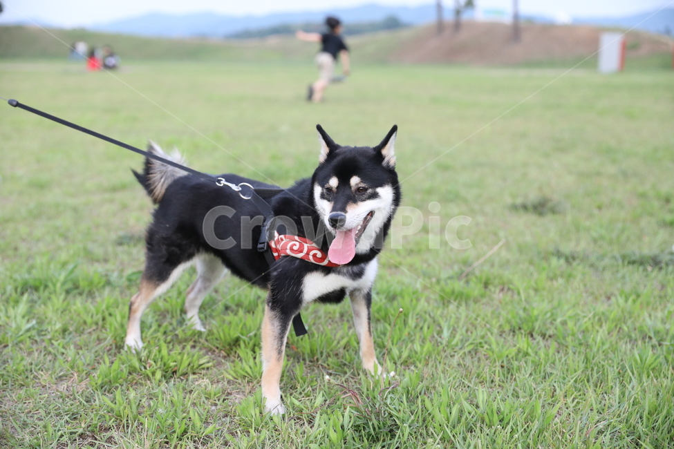 시바,시바견,개,강아지,산책,dog,puppy,동물,animal,개,강아지,dog,doggy