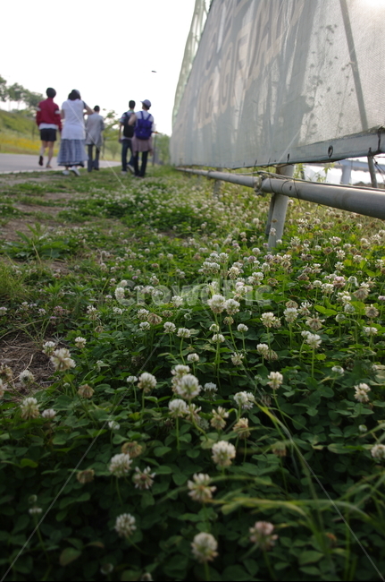 식물,plant,풀,잡초,토끼풀,꽃