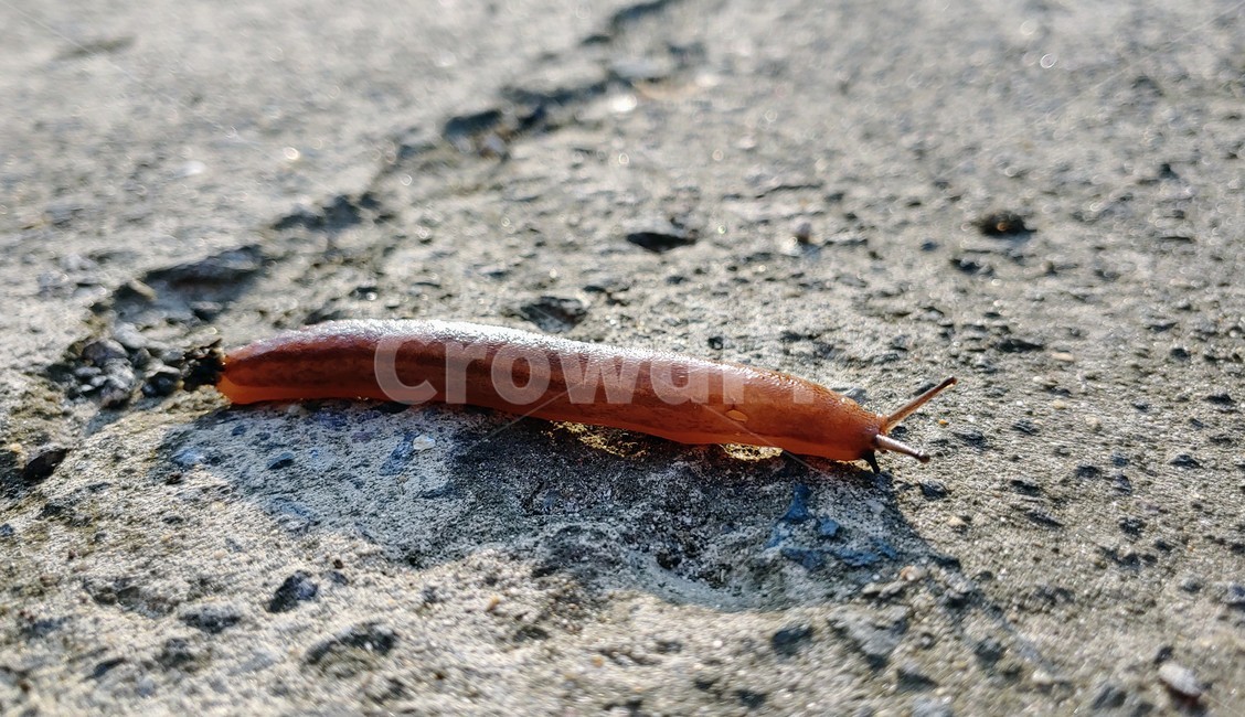 달팽이,민달팽이,snail,slug,연체동물