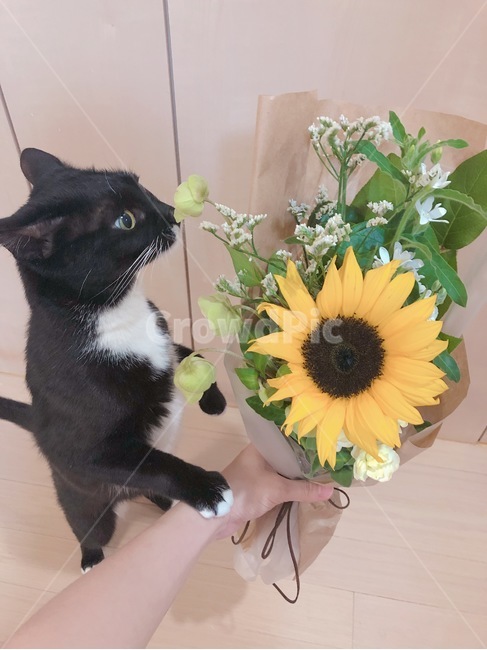 해바라기,생화,꽃다발,고양이,코숏,코리안숏트헤어,반려동물,감성사진