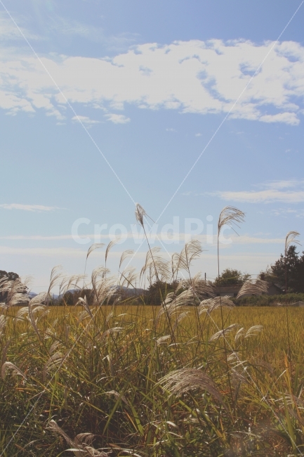 억새,가을,계절,자연,하늘,여유로움,추수,시골,가을,계절,fall,autumn,season,자연,풍경,nature,landscape,식물,plants,plant,grass,잔디,lawn,reed,갈대