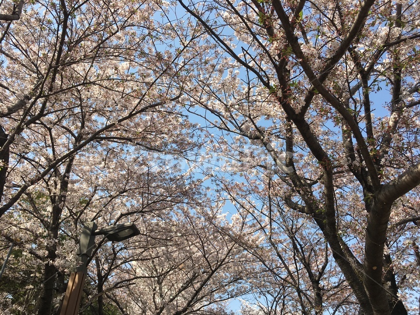 벚꽃,봄,분홍,핑크,하늘,plant,식물,treetrunk,나무줄기,tree,나무,cherryblossoms,pink,spring