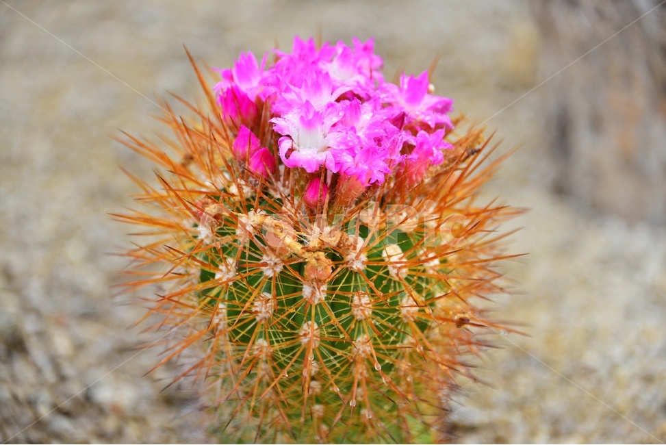 plant,식물,cactus,선인장,다육,다육식물,관상식물,관상다육,다육이,식물,자연,plants,nature
