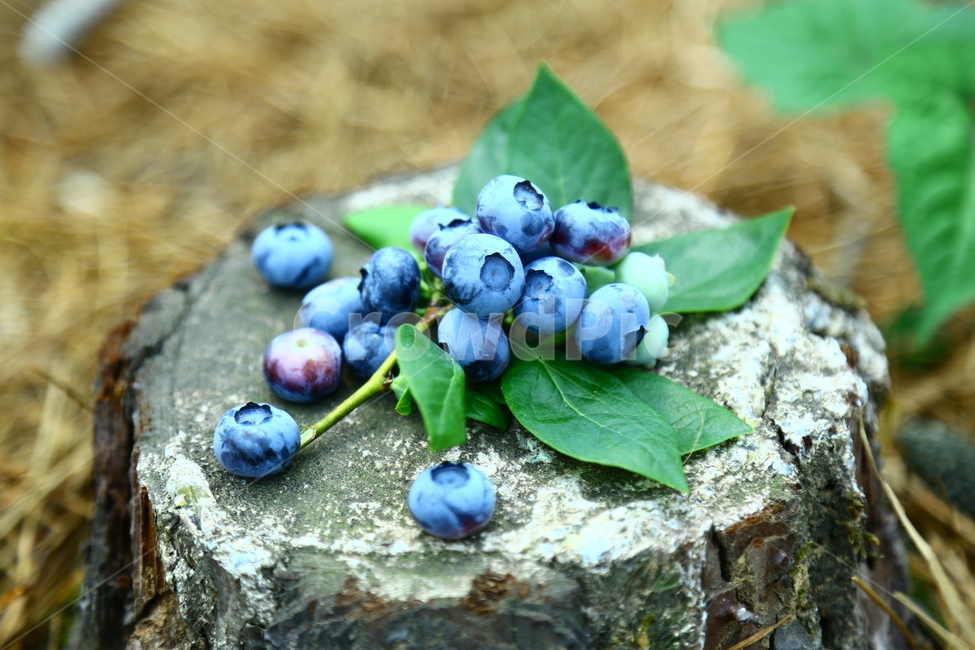 블루베리,베리,과일,blueberry,berry,fruit,food,sweet,fresh,음식,식재료,요리,food,cook,meal,dishes,food reserves,과일,열매,fruit