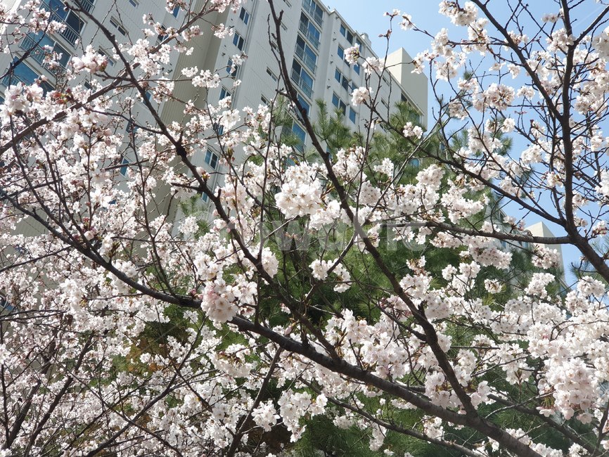 벚꽃,하늘,봄,벚꽃축제,꽃,자연,blue,sky,white,flower,편안한,따뜻한,예쁜,아름다운,풍경,식물,나무,개화,blossom,봄,계절,spring,season,식물,자연,plants,nature,꽃,flower,plant,cherry blossom