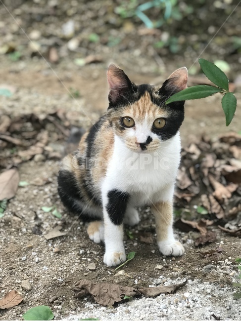 고양이,길고양이,코리안숏헤어,코숏,냐옹이,straycat,koreanshorthair,kitty,street,길냥이,삼색이,삼색고양이,옆모습,animal,동물