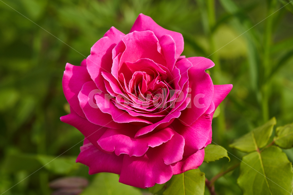 꽃,자연,식물,봄꽃,장미,빨간장미,꽃잎,식물,자연,plants,nature,꽃,flower