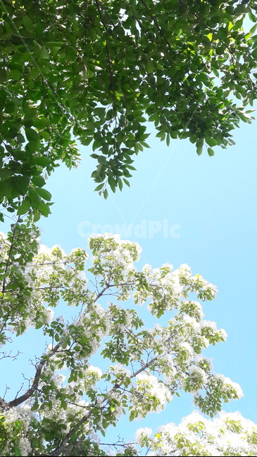 나무,꽃,하얀색꽃,화창한날씨,배경화면,자연,풍경,nature,landscape,tree,plant,식물,tree trunk,나무 줄기