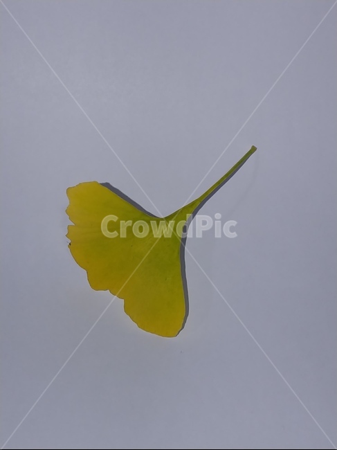 가을,단풍,나뭇잎,단풍잎,낙엽,잎,leaf,식물,나무