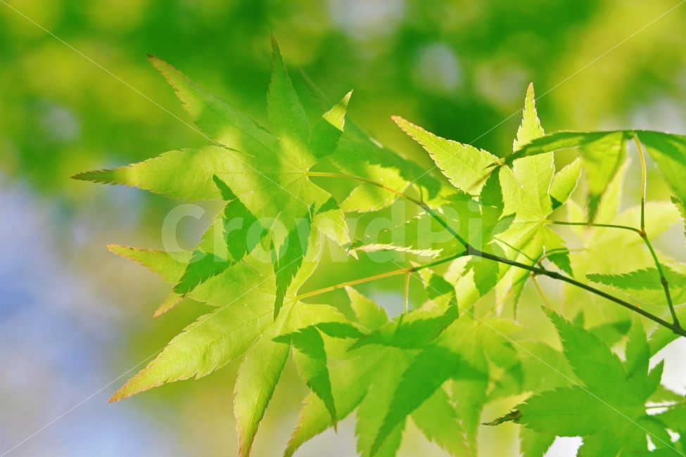 단풍,가을,여름,초록,식물,식물,자연,plants,nature