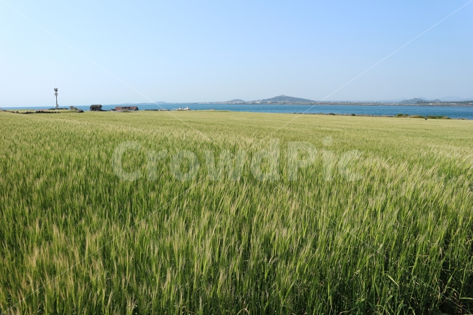 제주도,jeju,여행,travel,하늘,sky,풍경,청보리,축제,가파도,바다,보리,밭,자연,풍경,nature,landscape,제주도,jeju,jeju island,plant,식물,food,식품,produce,생기게 하다,음식