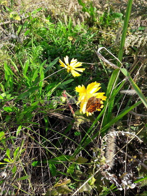 나비,butterfly,insect,wing,날개,곤충,날다,fly,식물,plant,flower,꽃,식물,자연,plants,nature,꽃,flower,곤충,벌레,insect,bug