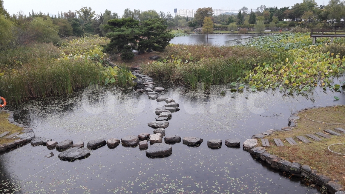 연못,연잎,징검다리,가을,초록,자연,풍경,nature,landscape,water,물,outdoors,옥외