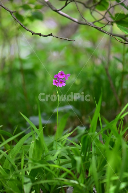큰앵초,야생화,생태,식물,꽃,자연,힐링,플라워,wildflower,flower,plants,nature,season,감성,느낌,emotion,feeling,초본