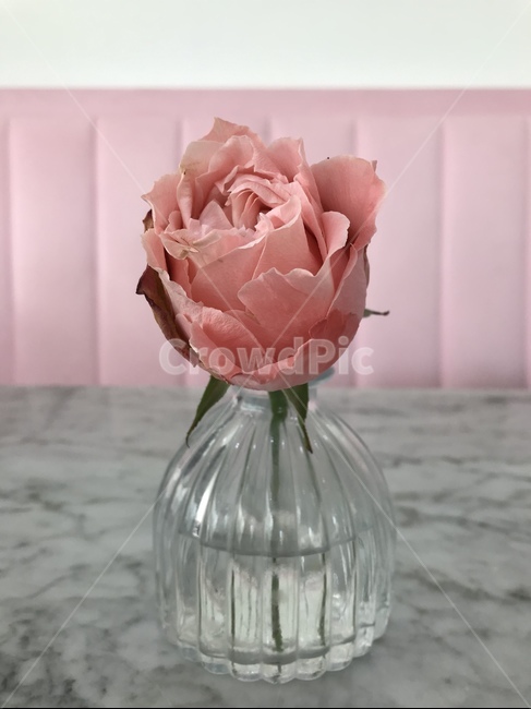 장미,분홍장미,핑크,핑크로즈,로즈,꽃병,식물,flower,rose,blossom,꽃