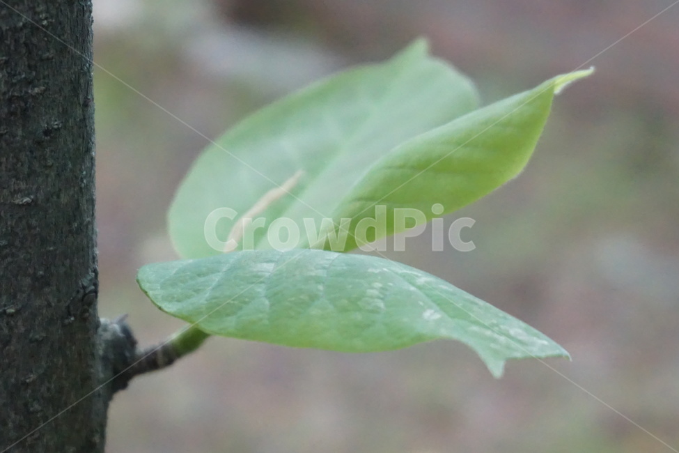 봄,새순,나뭇잎,나무,초록,4월,싱그러움,벚꽃나무,식물,자연,plants,nature