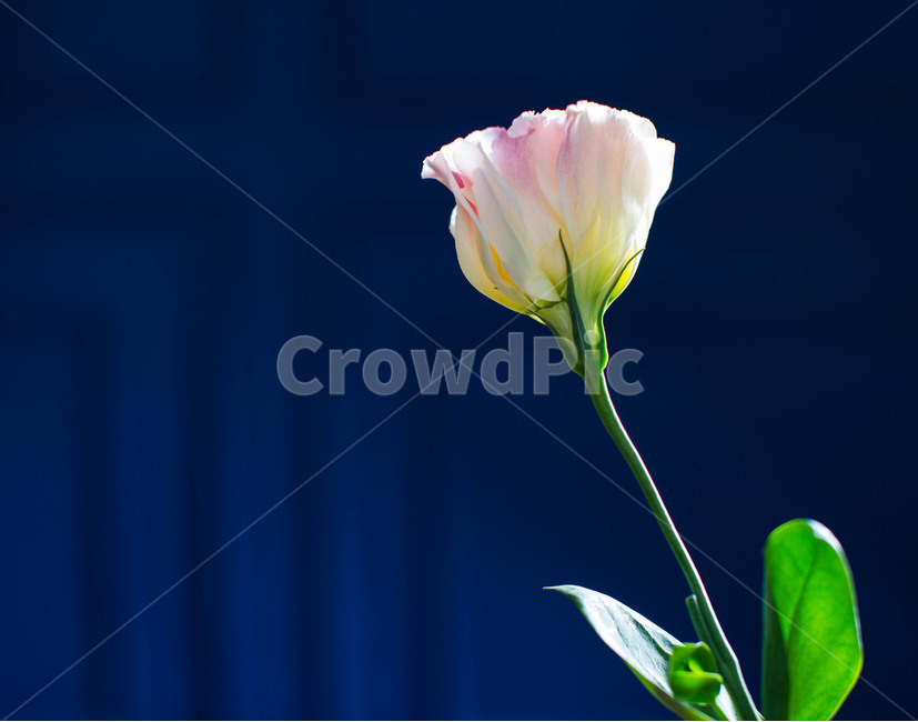 꽃,flower,감성사진,아름다운,식물,자연,꽃,flower