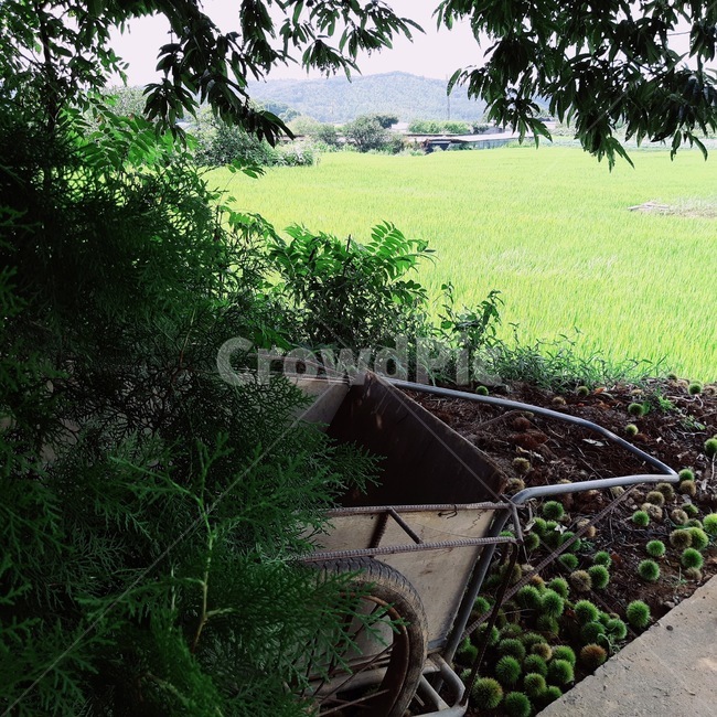 시골,수레,밤나무,그늘,풀밭,여름,초록,감성,나뭇잎,시골,마을,풍경,landscape,country,rural,town