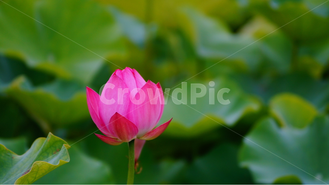 연꽃,꽃,꽃사진,식물,자연,식물,자연,plants,nature,꽃,flower