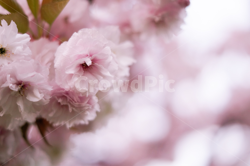 plant,식물,flower,꽃,blossom,겹벚꽃,벚꽃,cherryblossom,spring,봄,봄느낌,나무,꽃나무,벚꽃나무,따뜻함,따뜻한느낌,햇빛,sunshine