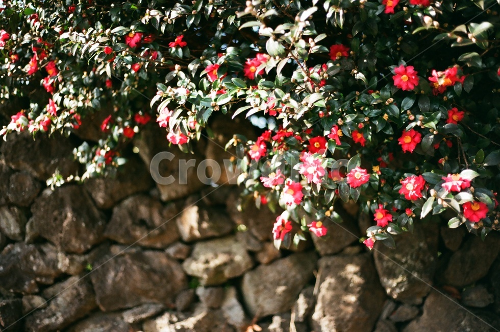 동백,동백꽃,겨울꽃,camellia,camelliaflower