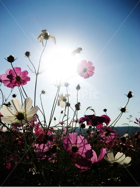 코스모스,가을,파란하늘,분홍꽃,예쁜꽃,fall,autumn,bluesky,plant,식물,식물,자연,plants,nature,꽃,flower
