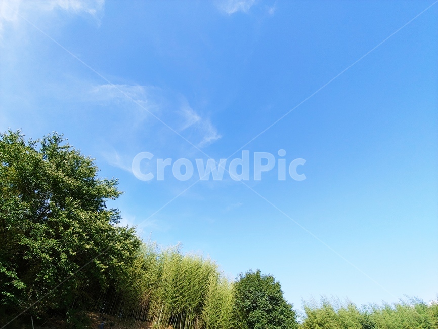 tree,나무,가을,하늘,화창,자연,풍경,nature,landscape,plant,식물