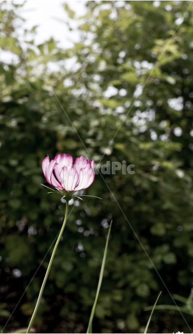 코스모스,가을,야생화,가련,꽃,식물,가을,계절,fall,autumn,season,식물,자연,plants,nature,꽃,flower,plant,blossom,petal,꽃잎