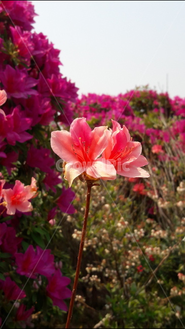 참꽃,꽃,분홍,고양국제꽃박람회,진달래,식물,자연,plants,nature,꽃,flower