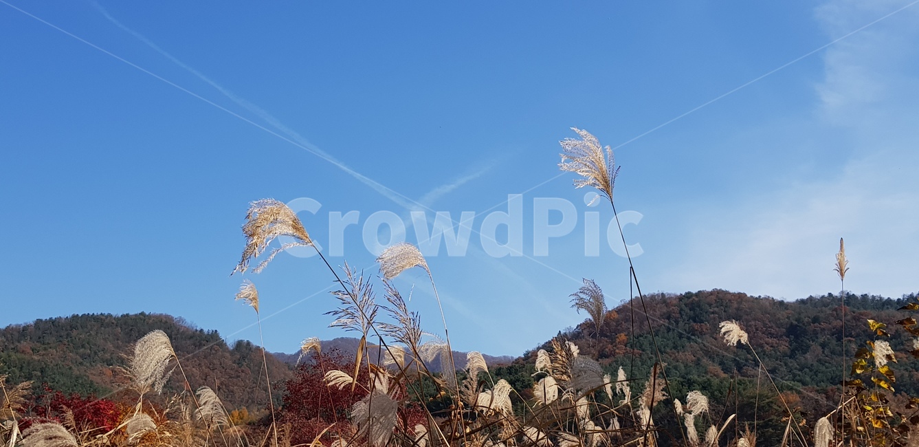 갈대,억새,가을하늘,푸른하늘,식물,하늘공원,상암동,자연,환경,nature,서울나들이,plant,reed,silvergrass,가을,계절,fall,autumn,season,자연,풍경,nature,landscape,grass,잔디,lawn