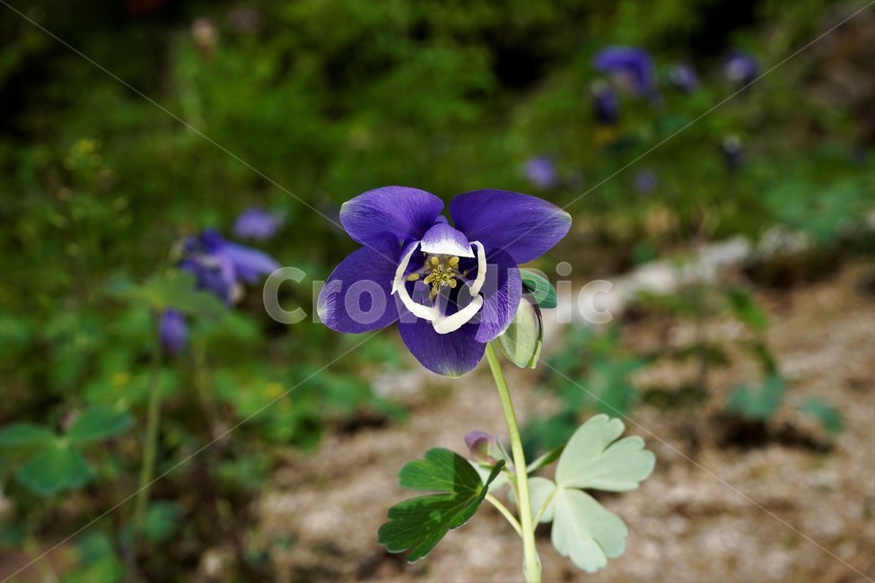 매발톱꽃,꽃,봄,만개,aquilegia,beforeflowering,bud,columbine,green,leaf,nature,plant,spring