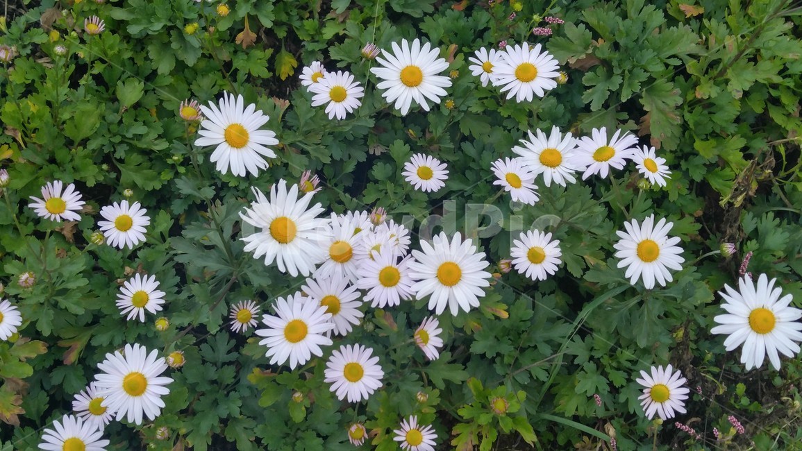 데이지,blossom,꽃,flower,daisy,plant