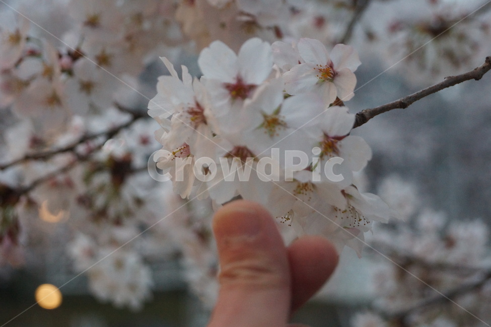 벗꽃,벗꽃나무,Cherryblossoms,손하트,벗꽃엔딩,봄,계절,spring,season,식물,자연,plants,nature,꽃,flower,plant,blossom,cherry blossom,벚꽃