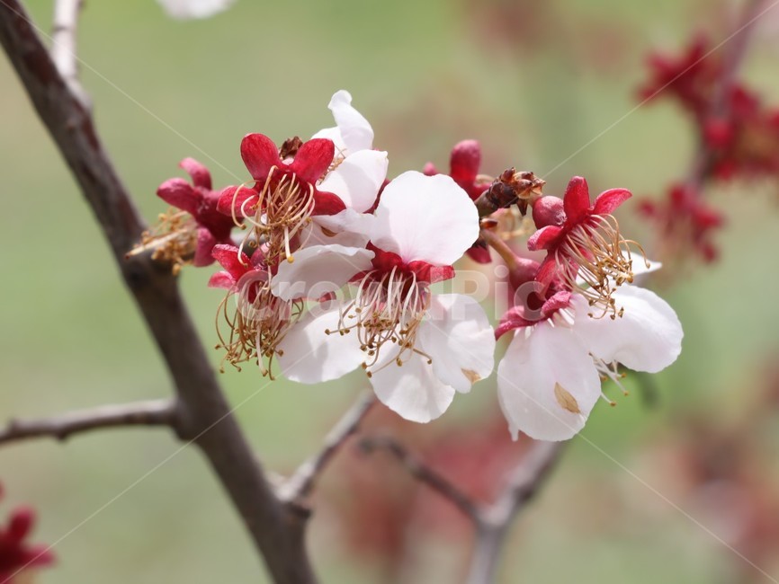 매화,봄꽃,흰꽃,개화,만개,식물,자연,plants,nature,꽃,flower