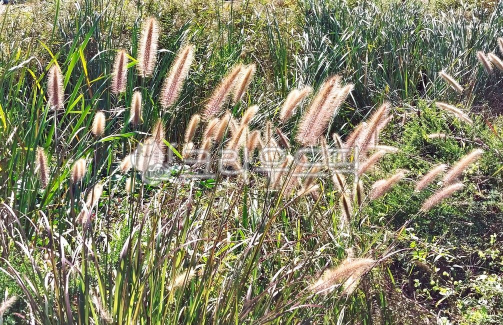 vegetation, 초목, 풀, 강아지풀, 식물, 사진,이미지,일러스트,캘리그라피 - 오작교작가
