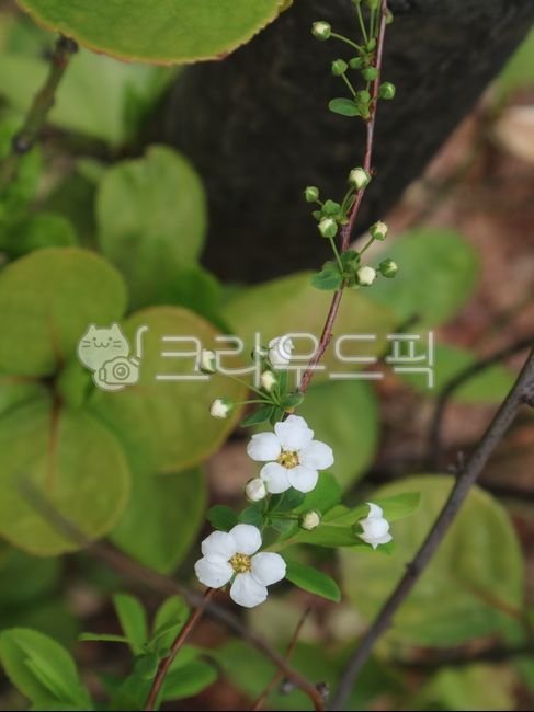 조팝나무,조팝꽃,poppyflower,poppytree,whiteflower,flower,bolssom